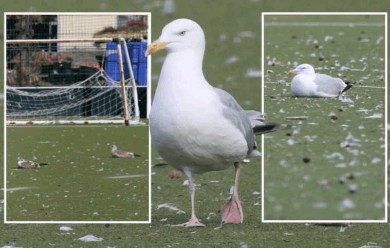 The Sun: A Scottish Pitch Closed Due to Gull Attacks