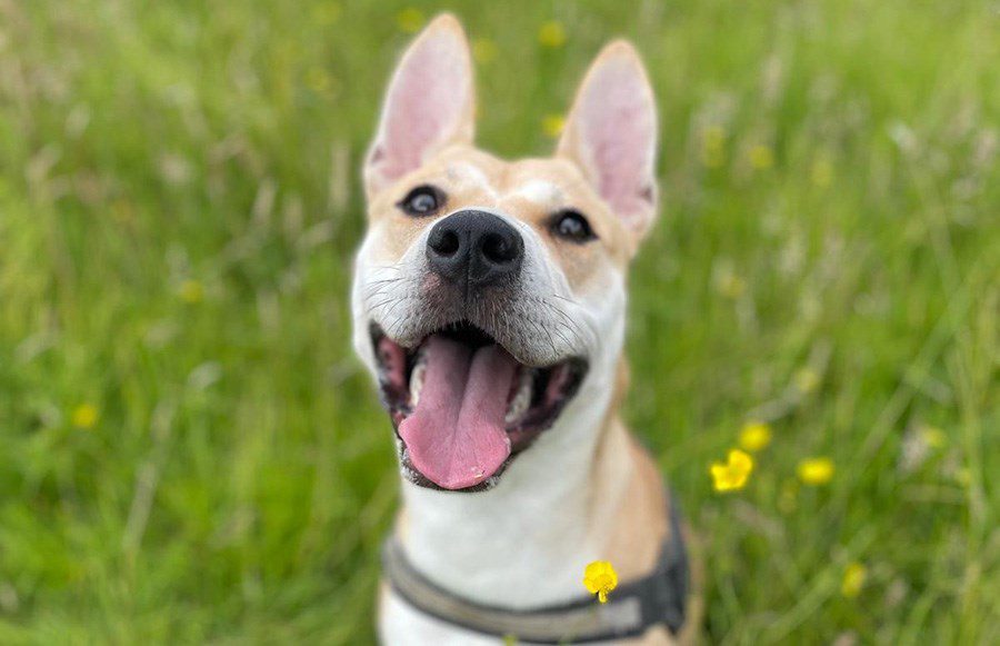 An Act of Love! Tottenham Hotspur Will Display Photos of Puppies at Every Home Game to Help Find Them New Homes